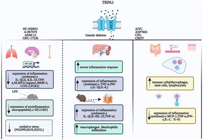 Inflammation—the role of TRPA1 channel